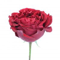 Троянда Кокетка 70 см. Еквадор (шт, червоний)