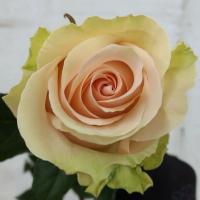 Троянда Салма 90 см. Еквадор (шт, кремовий)
