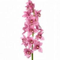 Орхидея цимбидиум 6 ветка Fireglow (розовый)