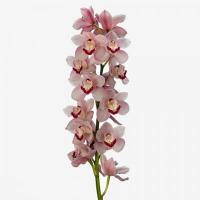 Орхидея цимбидиум 6 ветка Freeke (розовый)