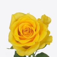 Троянда Голден бірд 70 см. Кенія (шт, жовтий)