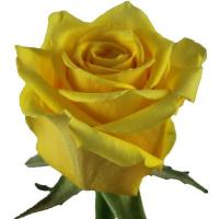 Троянда Супер сан 50 см. Еквадор (шт, жовтий)