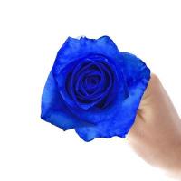 Троянда фарбована Blue lagoon 60 см Еквадор