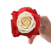 Троянда фарбована Colce amore 60 см Еквадор