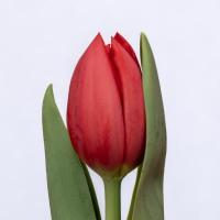 Тюльпан Hotspot tulip Польща