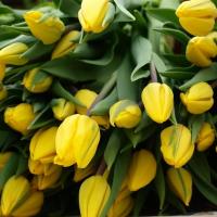 Тюльпан Strong Gold Tulip Польща