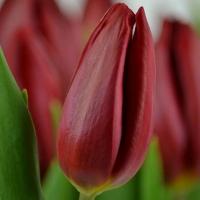 Тюльпан Strong Love Tulip Польща