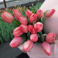 Тюльпан Barre Alta Tulip Польща