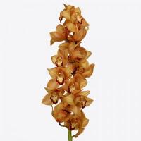 Орхидея цимбидиум 9 ветка Mighty Brown Arancia