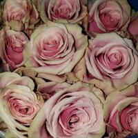Троянда Бебі Мондіаль 50 см. Еквадор (шт, рожево-зелений)