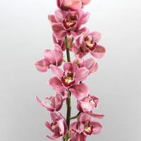Орхидея цимбидиум 6 ветка Mrs Pauline (розовый)