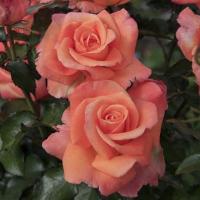 Троянда Христина 70 см. Еквадор (шт, червоний)