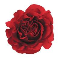 Троянда Хертс вонтед 70 см. Еквадор (шт, червоний)