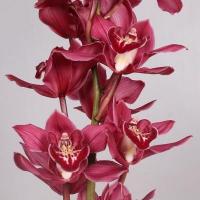 Орхидея цимбидиум 6 ветка Ferrari (красная)