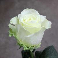 Троянда Іглу 40 см. Еквадор (шт, білий)