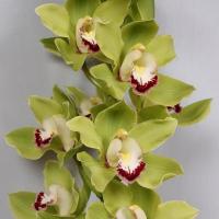 Орхідея цимбідіум 6 гілок Fiona (зелена)