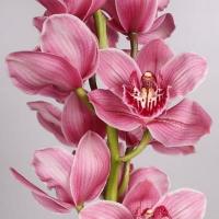 Орхідея цимбідіум 6 гілок Monica (рожева)
