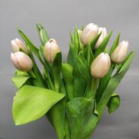 Тюльпан Tom Pouce 30-40гр/30-40см Голландія (шт, жовто-рожевий)