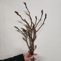 Магнолия ветками 60 см. шт. Magnolia