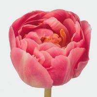 Тюльпан Endless love Голландия