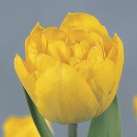 Тюльпан піоноподібний жовтий Merie Jo Голландія