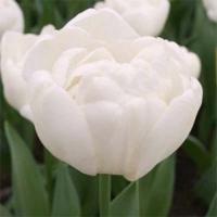 Тюльпан піоноподібний білий Mondial Голландія