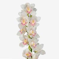 Орхидея цимбидиум 9 ветка Kilimanjaro (белая)