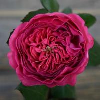 Троянда Баронеса 50 см. Еквадор (шт, малиновий)