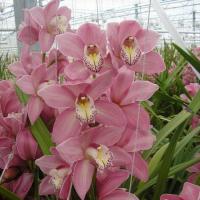 Орхидея цимбидиум 9 ветка Aida (розовый)