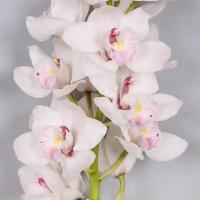 Орхидея цимбидиум 6 ветка Dos pueblos (белая)