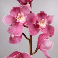 Орхідея цимбідіум 6 гілка Braemar (рожевий)