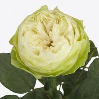Троянда Вайт Кахала 50 см. Кенія (шт, білий)