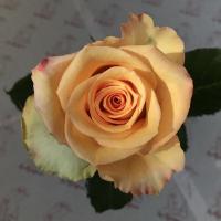 Троянда Алквімія 60 см. Еквадор (шт, помаранчевий)