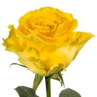 Троянда Регата 60 см. Еквадор (шт, жовтий)
