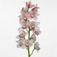 Орхидея цимбидиум 6 ветка Candy king jane (розовый)