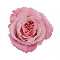 Троянда Арт декор 50 см. Еквадор (шт, рожевий)