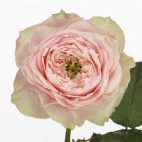Троянда Блумсбері 40 см. Еквадор (шт, рожевий)