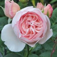 Троянда Вайлдів 40 см. Еквадор (шт, рожевий)