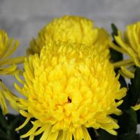 Хризантема одноголова жовта Петро (Голландія)