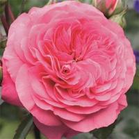 Троянда Баронеса 40 см. Колумбія (шт, рожевий)