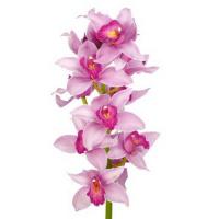 Орхідея цимбідіум 6 гілка Eli rogers (рожевий)