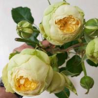 Троянда Піоні баблз кущ. 60 см. Асканія (шт, жовтий)