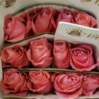 Троянда Георгіос 60 см. Еквадор (шт, рожевий)