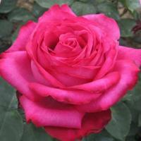Троянда Вінтаж 80 см. Еквадор (шт, малиновий)