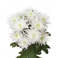 Хризантема кущова голка біла (Голландія) Chr T Topspin