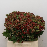 Ежевика Rubus Thornless Evergreen