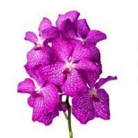 Орхидея ванда (по штучно) Голландия Vanda maxi cerise