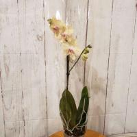 Орхидея фаленопсис 1 ст 12/70 Torino