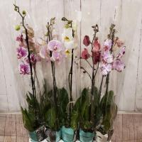 Орхидея фаленопсис 1 ст 12/75 микс 9+ decorum