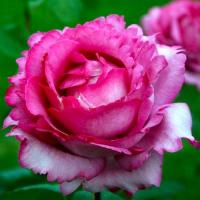 Троянда Ів Пьяже 40 см. Еквадор (шт, малиновий)